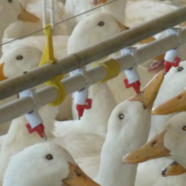 Alimentatore automatico dell'acqua - Image 3